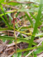 Chiloglottis diphylla