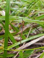 Chiloglottis diphylla
