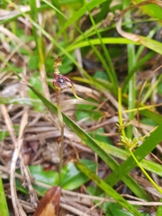 Chiloglottis diphylla