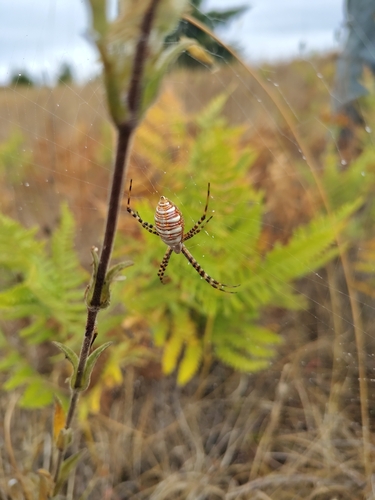 Banded Garden Spider