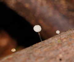 Marasmius alveolaris