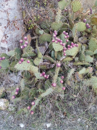 Western Pricklypear