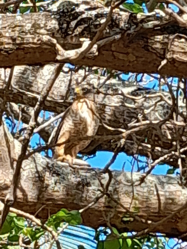 Roadside Hawk