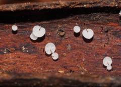 Marasmius alveolaris