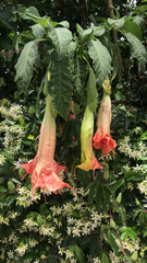 Brugmansia