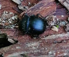 Accanthopus velikensis