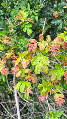 Hippobromus pauciflorus