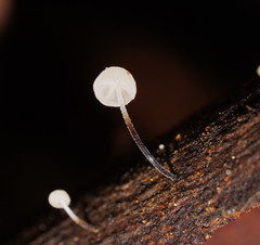 Marasmius alveolaris