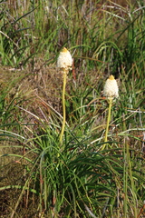 Bulbinella nutans