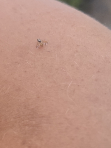 Mediterranean Fruit Fly