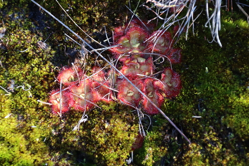 Drosera cuneifolia