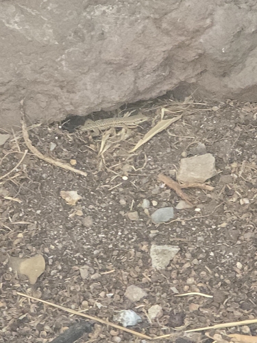 Italian Wall Lizard
