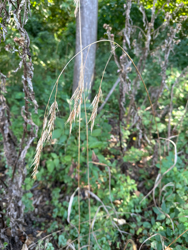 Bromus benekenii observed 2026-08-27
