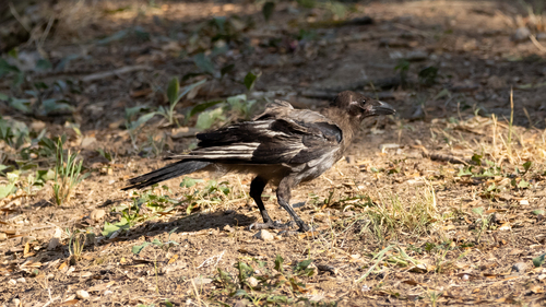 Hooded Crow