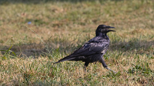 Rook