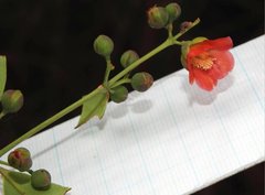 Cratoxylum cochinchinense