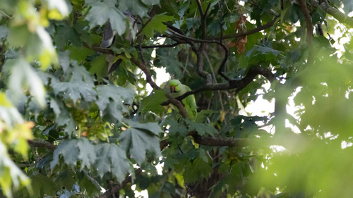 Rose-ringed Parakeet