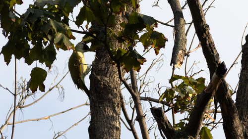 Eurasian Green Woodpecker