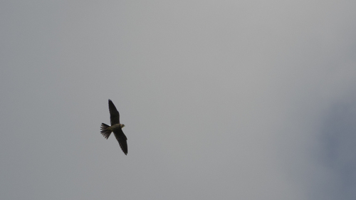 Eurasian Hobby