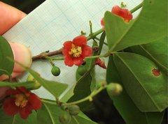 Cratoxylum cochinchinense