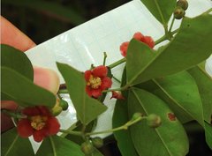 Cratoxylum cochinchinense