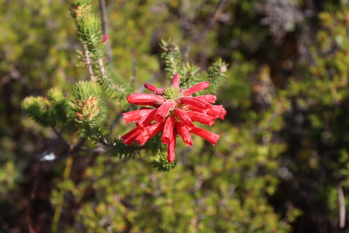 Erica abietina, photograph 3