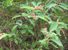 Cratoxylum cochinchinense
