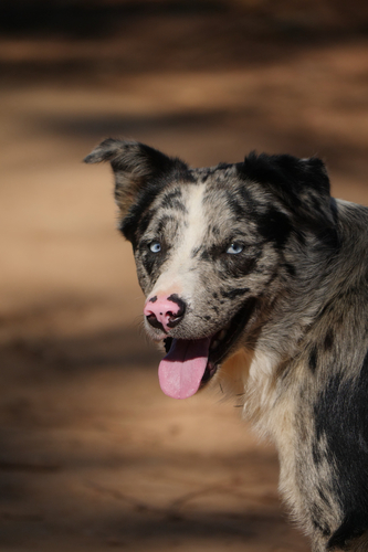 Domestic Dog