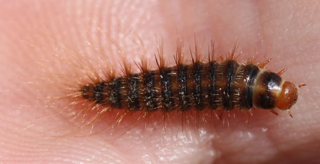 Dermestes laniarius