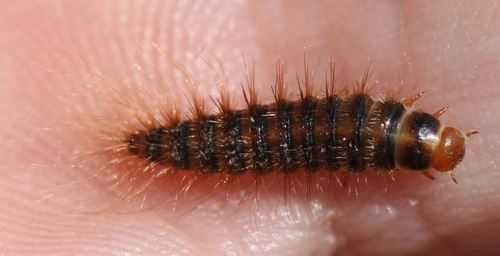 Dermestes laniarius