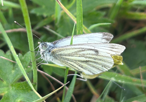 Green-veined White