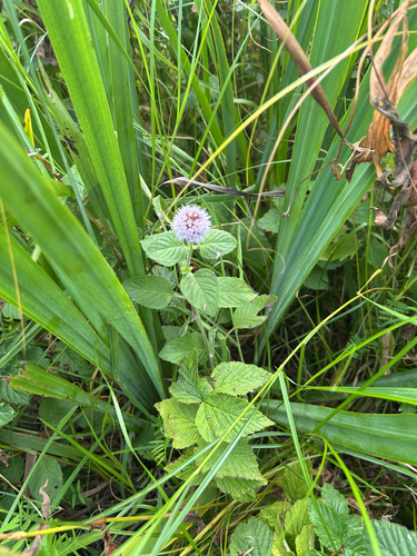 watermint