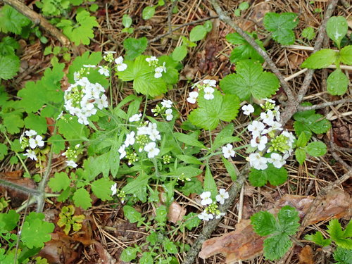 Smiltyninis skamainis