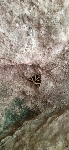 Jersey Tiger