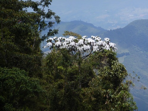 Cecropia telenitida