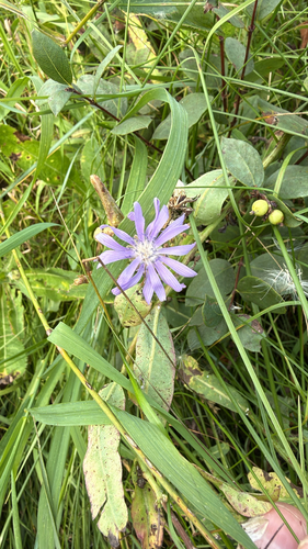 common blue lettuce