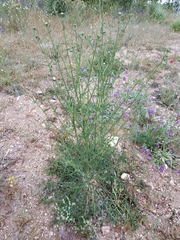 Mantisalca salmantica