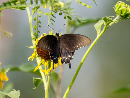 Pipevine Swallowtail