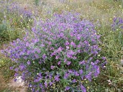 Echium plantagineum
