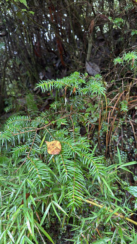 Tsuga dumosa observed 2026-08-26