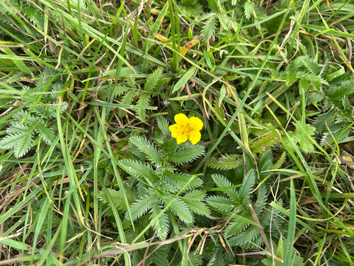 common silverweed
