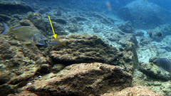 Lutjanus carponotatus