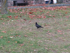 Corvus frugilegus