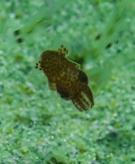 Sepia apama
