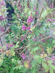 Indigofera heterantha