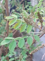 Indigofera heterantha