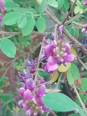 Indigofera heterantha