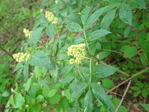 Raudonuogis šeivamedis