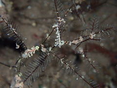 Eubranchus putnami
