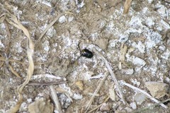 Legnotus limbosus